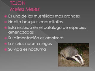  Es uno de los mustélidos mas grandes
 Habita bosques caducifolios
 Esta incluido en el catalogo de especies
amenazadas
 Su alimentación es omnívora
 Las crías nacen ciegas
 Su vida es nocturna
 