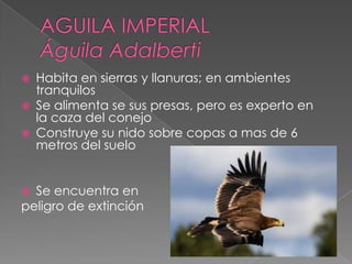  Habita en sierras y llanuras; en ambientes
tranquilos
 Se alimenta se sus presas, pero es experto en
la caza del conejo
 Construye su nido sobre copas a mas de 6
metros del suelo
 Se encuentra en
peligro de extinción
 
