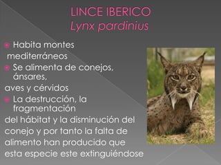  Habita montes
mediterráneos
 Se alimenta de conejos,
ánsares,
aves y cérvidos
 La destrucción, la
fragmentación
del hábitat y la disminución del
conejo y por tanto la falta de
alimento han producido que
esta especie este extinguiéndose
 