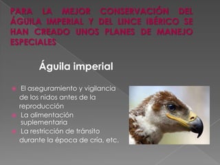 Águila imperial
 El aseguramiento y vigilancia
de los nidos antes de la
reproducción
 La alimentación
suplementaria
 La restricción de tránsito
durante la época de cría, etc.
PARA LA MEJOR CONSERVACIÓN DEL
ÁGUILA IMPERIAL Y DEL LINCE IBÉRICO SE
HAN CREADO UNOS PLANES DE MANEJO
ESPECIALES
 