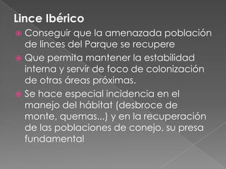 Lince Ibérico
 Conseguir que la amenazada población
de linces del Parque se recupere
 Que permita mantener la estabilidad
interna y servir de foco de colonización
de otras áreas próximas.
 Se hace especial incidencia en el
manejo del hábitat (desbroce de
monte, quemas...) y en la recuperación
de las poblaciones de conejo, su presa
fundamental
 