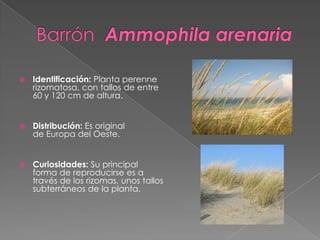  Identificación: Planta perenne
rizomatosa, con tallos de entre
60 y 120 cm de altura.
 Distribución: Es original
de Europa del Oeste.
 Curiosidades: Su principal
forma de reproducirse es a
través de los rizomas, unos tallos
subterráneos de la planta.
 