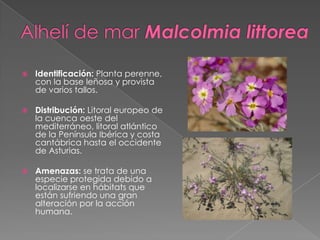 Identificación: Planta perenne,
con la base leñosa y provista
de varios tallos.
 Distribución: Litoral europeo de
la cuenca oeste del
mediterráneo, litoral atlántico
de la Península Ibérica y costa
cantábrica hasta el occidente
de Asturias.
 Amenazas: se trata de una
especie protegida debido a
localizarse en hábitats que
están sufriendo una gran
alteración por la acción
humana.
 