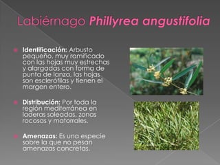 Identificación: Arbusto
pequeño, muy ramificado
con las hojas muy estrechas
y alargadas con forma de
punta de lanza, las hojas
son esclerófilas y tienen el
margen entero.
 Distribución: Por toda la
región mediterránea en
laderas soleadas, zonas
rocosas y matorrales.
 Amenazas: Es una especie
sobre la que no pesan
amenazas concretas.
 