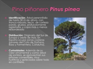  Identificación: Árbol perennifolio
de hasta 30 m de altura, con
tronco robusto, recto, de corteza
parda, gruesa, profundamente
agrietada, y copa mas o menos
redondeada
 Distribución: Originario del Sur de
Europa y oeste de Asia. En
España ocupa zonas costeras
(pinares del Coto de Doñana,
Ibiza y Formentera, Cataluña).
 Curiosidades: Además de su
valor ornamental y como árbol
de sombra, se aprovechan sus
piñones comestibles, muy
nutritivos y apreciados sobre todo
en confitería.
 