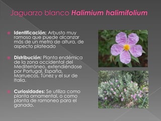  Identificación: Arbusto muy
ramoso que puede alcanzar
más de un metro de altura, de
aspecto plateado
 Distribución: Planta endémica
de la zona occidental del
Mediterráneo, extendiéndose
por Portugal, España,
Marruecos, Túnez y el sur de
Italia.
 Curiosidades: Se utiliza como
planta ornamental, o como
planta de ramoneo para el
ganado.
 