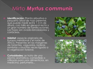 Identificación: Planta arbustiva o
pequeño árbol de hoja perenne,
que puede medir entre 1-3 m de
altura, con tallo en general recto y
un gran número de ramificaciones.
Las hojas son ovado-lanceoladas y
coriáceas.
 Hábitat: especie originaria de
Europa meridional y el norte de
África. Presentes en los márgenes
de torrentes, vaguadas, laderas
sombrías y muchas veces ligada a
la vegetación forestal.
 Curiosidades: se trata de una
planta aromática, comestible o
utilizada para usos alimenticios, en
medicina, perfumería...
 