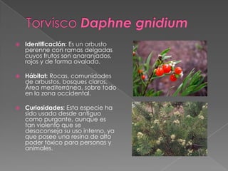  Identificación: Es un arbusto
perenne con ramas delgadas
cuyos frutos son anaranjados,
rojos y de forma ovalada.
 Hábitat: Rocas, comunidades
de arbustos, bosques claros.
Área mediterránea, sobre todo
en la zona occidental.
 Curiosidades: Esta especie ha
sido usada desde antiguo
como purgante, aunque es
tan violento que se
desaconseja su uso interno, ya
que posee una resina de alto
poder tóxico para personas y
animales.
 