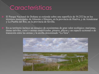  El Parque Nacional de Doñana se extiende sobre una superficie de 54.252 ha en los
términos municipales de Almonte e Hinojos, en la provincia de Huelva, y de Aznalcázar
y La Puebla del Río, en la provincia de Sevilla.
 En su territorio incluye un mosaico de ecosistemas de gran valor ecológico; marismas,
dunas móviles, cotos o arenas estabilizadas, pinares, playas y un espacio ecotonal o de
transición entre las arenas y la arcilla denominado “La Vera”.
 