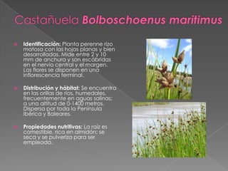  Identificación: Planta perenne rizo
matosa con las hojas planas y bien
desarrolladas. Mide entre 2 y 10
mm de anchura y son escábridas
en el nervio central y el margen.
Las flores se disponen en una
inflorescencia terminal.
 Distribución y hábitat: Se encuentra
en las orillas de ríos, humedales,
frecuentemente en aguas salinas;
a una altitud de 0-1400 metros.
Dispersa por toda la Península
Ibérica y Baleares.
 Propiedades nutritivas: La raíz es
comestible, rica en almidón; se
seca y se pulveriza para ser
empleada.
 