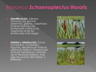  Identificación: Género
formado por plantas
perennes, glabras, cespitosas
al tener rizomas con
entrenudos cortos o no
cespitosas al ser los
entrenudos más largos.
 Hábitat y distribución: Zonas
inundadas, humedales,
lagunas, albuferas en toda la
península ibérica. Dispersa por
el litoral meridional y oriental
de la Península Ibérica, más
algunos puntos del interior, y
Baleares.
 