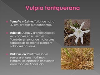  Tamaño máximo: Tallos de hasta
40 cm, erectos o ascendentes.
 Hábitat: Dunas y arenales silíceos
muy pobres en nutrientes.
También en zonas de matorrales
sabulícolas de monte blanco y
sabinares costeros.
 Distribución: Pastizales sobre
suelos arenosos marítimos,
litorales. En España se encuentra
en la zona de Andalucía
 