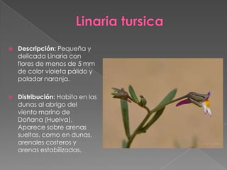  Descripción: Pequeña y
delicada Linaria con
flores de menos de 5 mm
de color violeta pálido y
paladar naranja.
 Distribución: Habita en las
dunas al abrigo del
viento marino de
Doñana (Huelva).
Aparece sobre arenas
sueltas, como en dunas,
arenales costeros y
arenas estabilizadas.
 