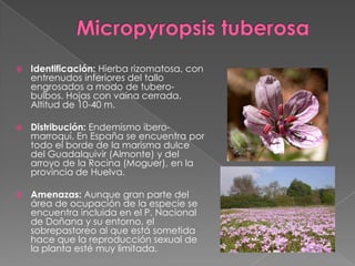 Identificación: Hierba rizomatosa, con
entrenudos inferiores del tallo
engrosados a modo de tubero-
bulbos. Hojas con vaina cerrada.
Altitud de 10-40 m.
 Distribución: Endemismo ibero-
marroquí. En España se encuentra por
todo el borde de la marisma dulce
del Guadalquivir (Almonte) y del
arroyo de la Rocina (Moguer), en la
provincia de Huelva.
 Amenazas: Aunque gran parte del
área de ocupación de la especie se
encuentra incluida en el P. Nacional
de Doñana y su entorno, el
sobrepastoreo al que está sometida
hace que la reproducción sexual de
la planta esté muy limitada.
 