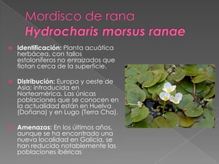  Identificación: Planta acuática
herbácea, con tallos
estoloníferos no enraizados que
flotan cerca de la superficie.
 Distribución: Europa y oeste de
Asia; introducida en
Norteamérica. Las únicas
poblaciones que se conocen en
la actualidad están en Huelva
(Doñana) y en Lugo (Terra Cha).
 Amenazas: En los últimos años,
aunque se ha encontrado una
nueva localidad en Galicia, se
han reducido notablemente las
poblaciones ibéricas
 