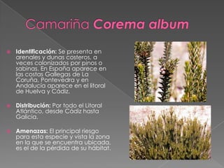  Identificación: Se presenta en
arenales y dunas costeros, a
veces colonizados por pinos o
sabinas. En España aparece en
las costas Gallegas de La
Coruña, Pontevedra y en
Andalucía aparece en el litoral
de Huelva y Cádiz.
 Distribución: Por todo el Litoral
Atlántico, desde Cádiz hasta
Galicia.
 Amenazas: El principal riesgo
para esta especie y vista la zona
en la que se encuentra ubicada,
es el de la pérdida de su hábitat.
 