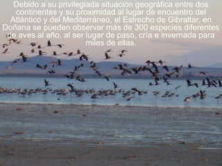 Debido a su privilegiada situación geográfica entre dos
continentes y su proximidad al lugar de encuentro del
Atlántico y del Mediterráneo, el Estrecho de Gibraltar, en
Doñana se pueden observar más de 300 especies diferentes
de aves al año, al ser lugar de paso, cría e invernada para
miles de ellas.
 