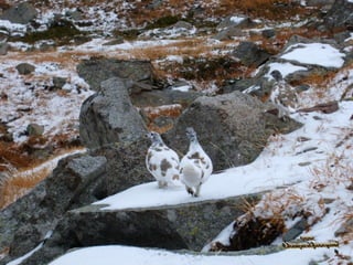 Parque nacional dos glaciares_usa