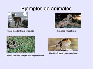 Ejemplos de animales

Cabra montés (Capra pyrenaica)

Búho real (Bubo bubo)

Chochín (Troglodytes troglodytes)
Culebra bastarda (Malpolon monspessulanus )

 