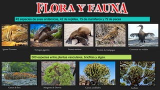 45 especies de aves endémicas, 42 de reptiles, 15 de mamíferos y 79 de peces
500 especies entre plantas vasculares, briofitas y algas.
Iguana Terrestre Tortugas gigantes Tórtola de Galápagos Cormorán no voladorLeones marinos
Cactus de lava Margarita de Darwin Cactus candelabro Lechoso
 