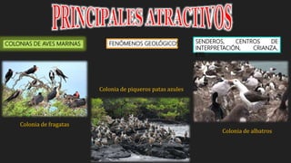 COLONIAS DE AVES MARINAS
Colonia de fragatas
FENÓMENOS GEOLÓGICOS SENDEROS, CENTROS DE
INTERPRETACIÓN, CRIANZA,
ETC
Colonia de piqueros patas azules
Colonia de albatros
 