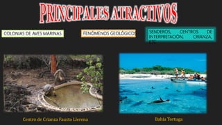 Centro de Crianza Fausto Llerena Bahía Tortuga
COLONIAS DE AVES MARINAS FENÓMENOS GEOLÓGICOS SENDEROS, CENTROS DE
INTERPRETACIÓN, CRIANZA,
ETC
 