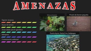 Mora silvestre Pinzón de Darwin pequeño
Puerto Ayora, Santa Cruz, Galápagos
Especies invasoras
Exceso de turismo
Zonas taladas para la agricultura
Sobrepesca
Contaminación ambiental
 