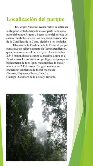 Localización del parque
El Parque Nacional Henri Pittier se ubica en
la Región Central, ocupa la mayor parte de la zona
norte del estado Aragua y buena parte del noreste del
estado Carabobo, abarca una extensión considerable
de la Cordillera de la Costa, aledaño a los poblados.
. Ubicado en la Cordillera de la Costa, el parque
constituye un relieve abrupto de fuertes pendientes,
que comienza al nivel del mar y se eleva hasta los
2.346 msnm, donde alcanza su máxima altura en el
Pico Cenizo. La constitución geológica del parque es
básicamente de roca ígnea metamórfica, la mayor
altura es de 2.436 msnm. De igual manera, se
encuentran ambientes de litoral rocoso de
Choroní, Cuyagua, Chuao, Cata, La
Ciénaga , Ocumare de la Costa y Turiamo.
 