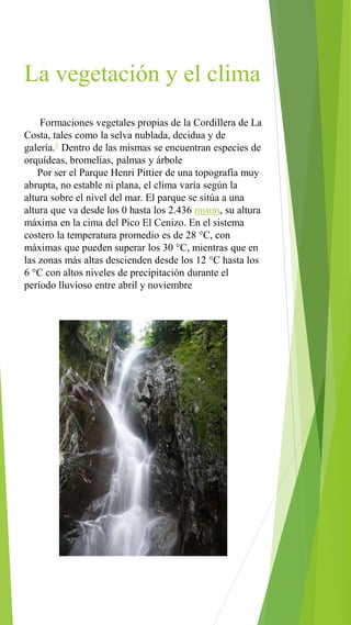La vegetación y el clima
Formaciones vegetales propias de la Cordillera de La
Costa, tales como la selva nublada, decidua y de
galería.5 Dentro de las mismas se encuentran especies de
orquídeas, bromelias, palmas y árbole
Por ser el Parque Henri Pittier de una topografía muy
abrupta, no estable ni plana, el clima varía según la
altura sobre el nivel del mar. El parque se sitúa a una
altura que va desde los 0 hasta los 2.436 msnm, su altura
máxima en la cima del Pico El Cenizo. En el sistema
costero la temperatura promedio es de 28 °C, con
máximas que pueden superar los 30 °C, mientras que en
las zonas más altas descienden desde los 12 °C hasta los
6 °C con altos niveles de precipitación durante el
período lluvioso entre abril y noviembre
 