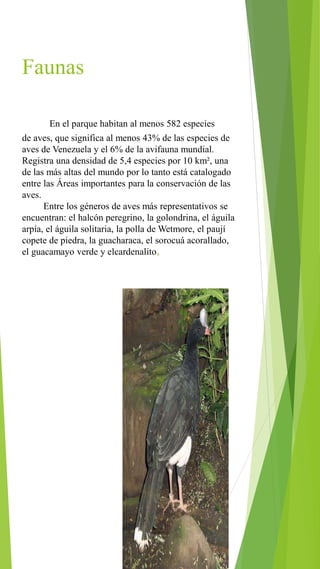 Faunas
En el parque habitan al menos 582 especies
de aves, que significa al menos 43% de las especies de
aves de Venezuela y el 6% de la avifauna mundial.
Registra una densidad de 5,4 especies por 10 km², una
de las más altas del mundo por lo tanto está catalogado
entre las Áreas importantes para la conservación de las
aves.
Entre los géneros de aves más representativos se
encuentran: el halcón peregrino, la golondrina, el águila
arpía, el águila solitaria, la polla de Wetmore, el paují
copete de piedra, la guacharaca, el sorocuá acorallado,
el guacamayo verde y elcardenalito,
 