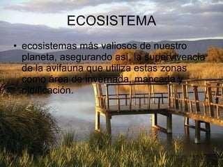 ECOSISTEMA ecosistemas más valiosos de nuestro planeta, asegurando así, la supervivencia de la avifauna que utiliza estas zonas como área de invernada, mancada y nidificación.  