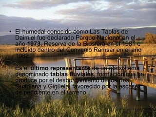El humedal conocido como Las Tablas de Daimiel fue declarado Parque Nacional en el año  1973 , Reserva de la Biosfera en el 1981 e incluido dentro del Convenio Ramsar en el año 1982. Es el  último representante  de un ecosistema denominado  tablas fluviales , formación que se produce por el desbordamiento de los ríos Guadiana y Gigüela, favorecido por la escasez de pendiente en el terreno.  
