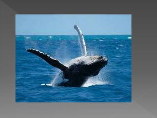 Parque nacional machalilla