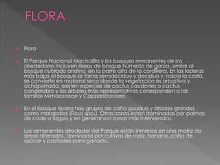  Flora
 El Parque Nacional Machalilla y los bosques remanentes de los
alrededores incluyen áreas de bosque húmedo de garúa, similar al
bosque nublado andino, en la parte alta de la cordillera. En las laderas
más bajas el bosque se torna semideciduo y deciduo y, hacia la costa,
se convierte en matorral seco donde la vegetación es arbustiva y
achaparrada, existen especies de cactus caudones o cactus
candelabro y los árboles más representativos corresponden a las
familias Mimosaceae y Capparidaceae.
 En el bosque ripario hay grupos de caña guadua y árboles grandes
como matapalos (Ficus spp.). Otras zonas están dominadas por palmas
de cade o tagua y en general son zonas más intervenidas.
 Los remanentes alrededor del Parque están inmersos en una matriz de
áreas alteradas, dominada por cultivos de maíz, banano, caña de
azúcar y pastizales para ganado.
 