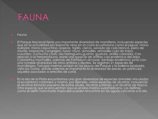  Fauna
 El Parque Nacional tiene una importante diversidad de mamíferos, incluyendo especies
que en la actualidad son bastante raras en la costa ecuatoriana como el jaguar, mono
aullador, mono capuchino, ocelote, tigrillo, ciervo, venado de cola blanca, perro de
monte, mapache cangrejero, hurón tayra, armadillo, armadillo cola de trapo,
cusumbo, cuchucho coatí, oso hormiguero,guanta, guatusa, ardilla colorada. Con
relación a la herpetofauna, existe una especie de anfibio casi endémica del área,
Colostethus machalilla, además de Porthidium arcosae, también endémica, junto con
una notable diversidad de otros anfibios y réptiles. Se registran 21 especies de
murciélagos. Tortugas marinas anidan en las playas del Parque y la ballena jorobada,
visita las costas, donde además es importante la diversidad de peces, en particular
aquellos asociados a arrecifes de coral.
 En la Isla de la Plata encontramos una gran diversidad de especies animales vinculados
al ecosistema costanero y marino, por ejemplo, varias especies de alcatraz, incluyendo
el alcatraz llamado piqueros de patas azules, Alcatraz patirrojo, y el alcatraz de Nazca.
Otra especie que se encuentran aquí es el lobo marino sudamericano. Los delfines,
como el delfín manchado tropicalse pueden encontrar en las aguas cercanas a la isla.
 