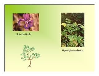 Lírio-do-Gerês




                 Hiperição-do-Gerês
 
