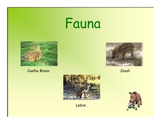 Fauna


Coelho Bravo            Javali




                Lebre
 