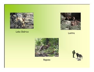 Lobo Ibérico
                        Lontra




               Raposa
 