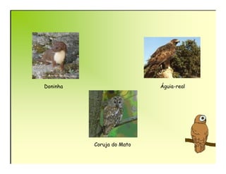 Doninha                    Águia-real




          Coruja do Mato
 