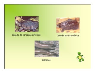 Cágado de carapaça estriada              Cágado Mediterrânico




                              Licranço
 