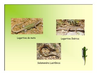 Lagartixa do mato                           Lagartixa Ibérica




                    Salamandra Lusitânica
 