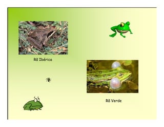 Rã Ibérica




             Rã Verde
 