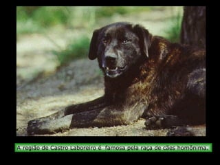 A região de Castro Laboreiro é famosa pela raça de cães homônima.
 