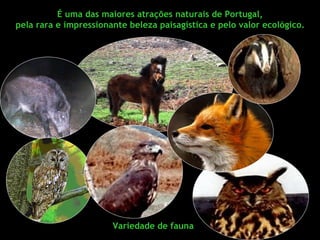 É uma das maiores atrações naturais de Portugal,
pela rara e impressionante beleza paisagística e pelo valor ecológico.




                       Variedade de fauna
 