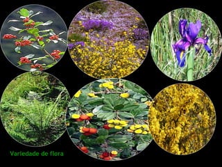 Variedade de flora
 