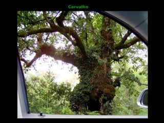 Carvalho
 