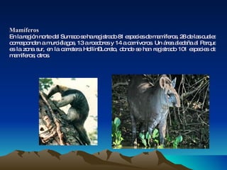 Mamíferos En la región norte del Sumaco se ha registrado 81 especies de mamíferos, 28 de las cuales corresponden a murciélagos, 13 a roedores y 14 a carnívoros. Un área aledaña al Parque es la zona sur, en la carretera Hollín–Loreto, donde se han registrado 101 especies de mamíferos; otros. 