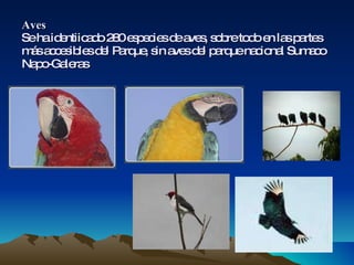 Aves Se ha identiicado 280 especies de aves, sobre todo en las partes más accesibles del Parque, sin aves del parque nacional Sumaco Napo-Galeras 