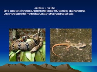 Anfibios y reptiles En el caso de la herpetofauna se ha registrado 180 especies, que representa una diversidad difícilmente observada en otras regiones del país 