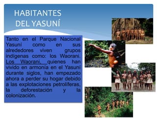 Tanto en el Parque Nacional
Yasuní como en sus
alrededores viven grupos
indígenas como: los Waorani.
Los Waorani, quienes han
vivido en armonía en el Yasuní
durante siglos, han empezado
ahora a perder su hogar debido
a las explotaciones petrolíferas,
la deforestación y la
colonización.
HABITANTES
DEL YASUNÍ
 
